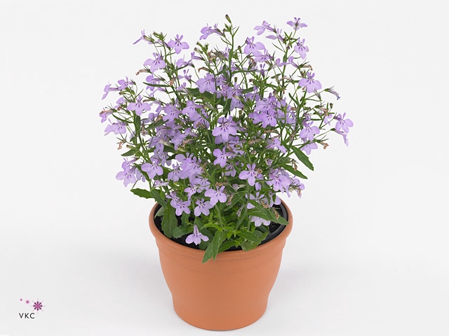 Lobelia erin. 'Hot Springs Lavende'