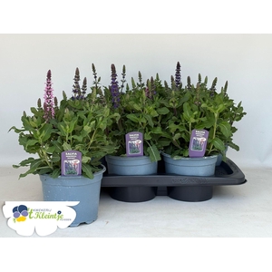 SALVIA NE CG MIDNIGH