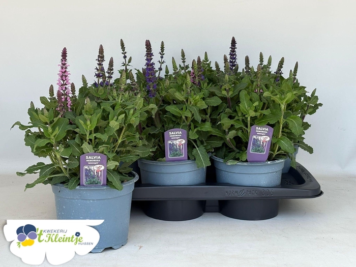 <h4>SALVIA NE CG MIDNIGH</h4>