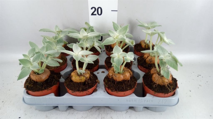 <h4>Cactus   ...</h4>