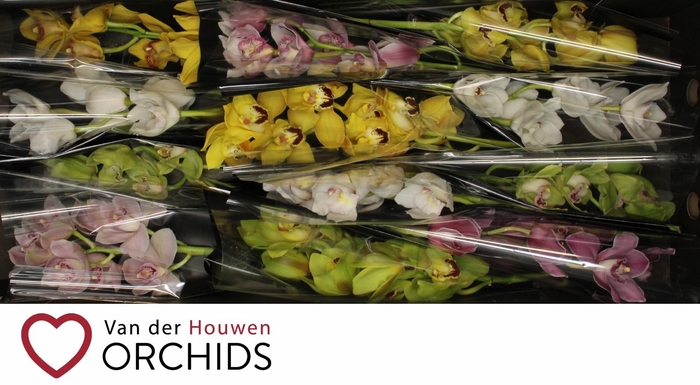 <h4>Gemengd 50 cm.</h4>