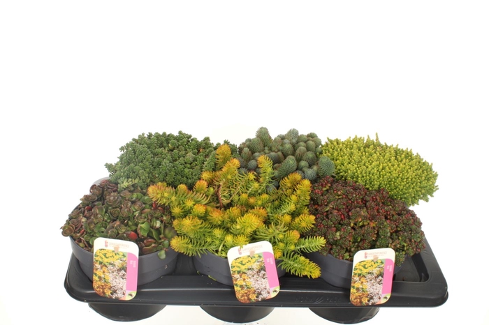 <h4>Sedum Gemengd</h4>