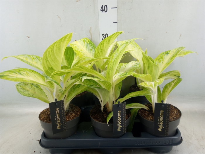 <h4>Aglaonema   ...</h4>