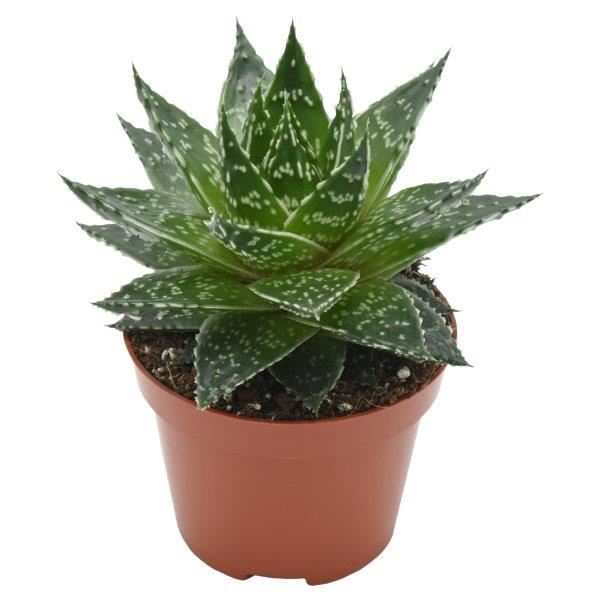 <h4>Gasteria  'Mufasa'</h4>