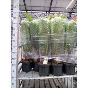 Dicksonia antarctica