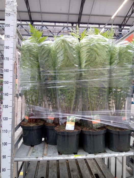 <h4>Dicksonia antarctica</h4>