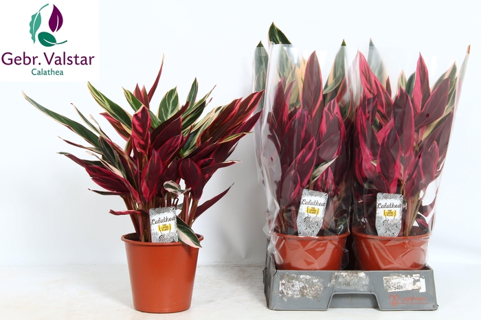 <h4>STROM SA TRIOSTAR</h4>