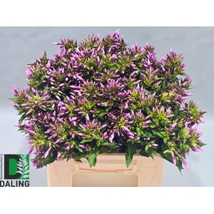 PHLOX P BRAVE EYES