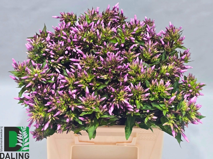 <h4>PHLOX P BRAVE EYES</h4>