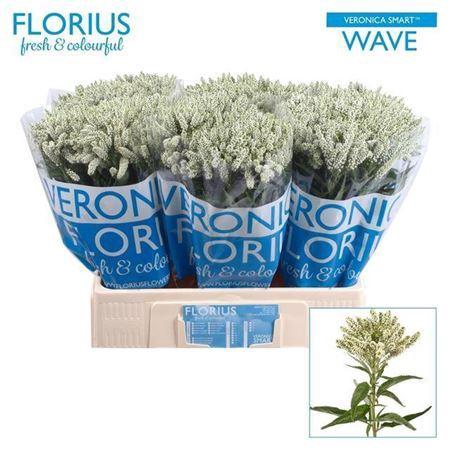 <h4>Veronica Smart Wave</h4>