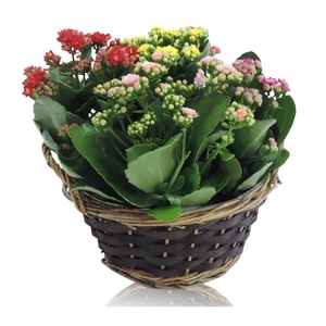 Collectie Hanoi Kalanchoë Cinqolori - Carnaval in Mand 25 cm