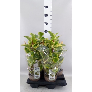 PEPEROMIA  'OBTIPAN BICOLOR'
