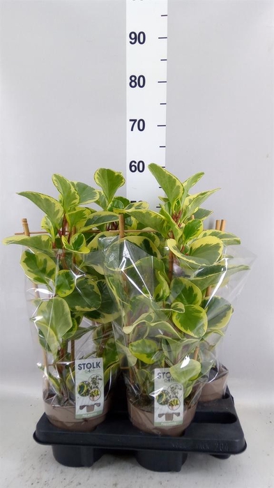 <h4>PEPEROMIA 'OBTIPAN BICOLOR'</h4>