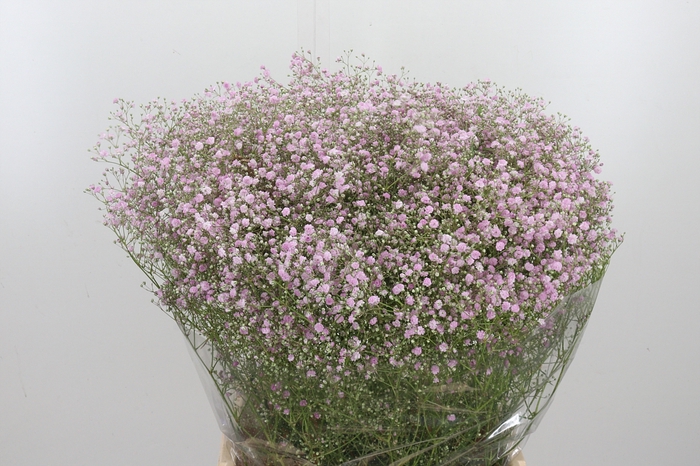 <h4>Gyps Pan My Pink</h4>