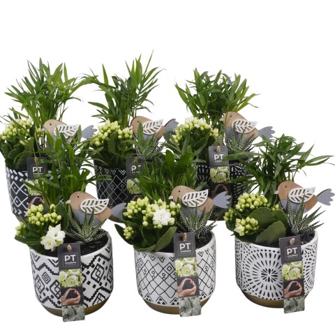 <h4>PTIB6444 Arrangement Indoor in keramiek pot</h4>