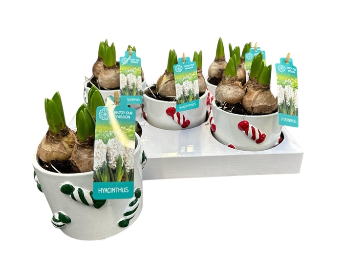 <h4>ARR HYACINTH</h4>