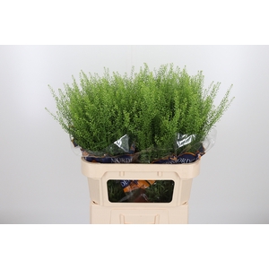 Lepidium Green Bell