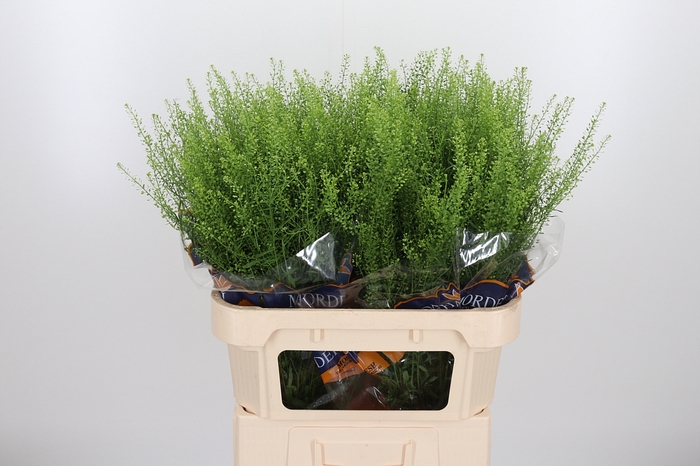<h4>Lepidium Green Bell</h4>