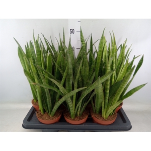 Sansevieria zeylanica 'Greenline'