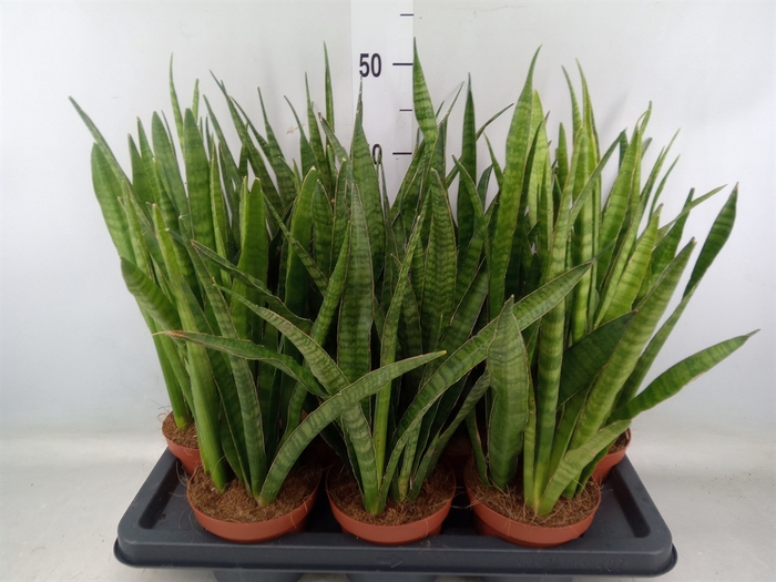 <h4>Sansevieria zeylanica 'Greenline'</h4>