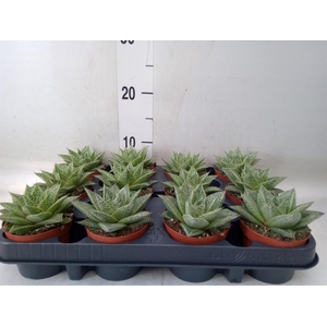 Gasteria