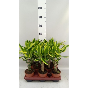 Dracaena frag. 'Golden King'