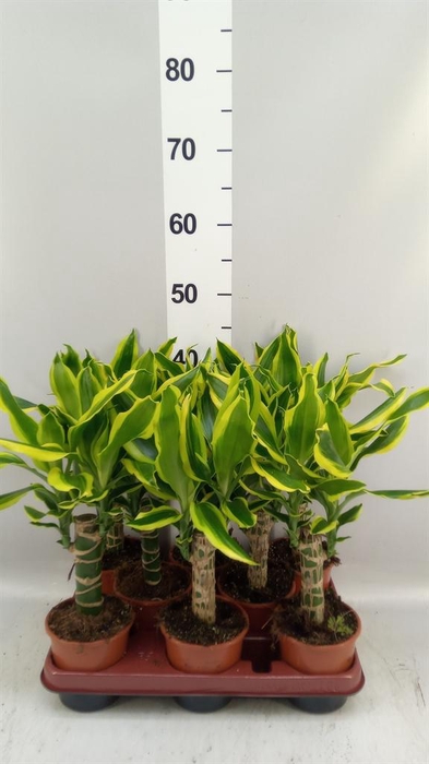 <h4>Dracaena frag. 'Golden King'</h4>