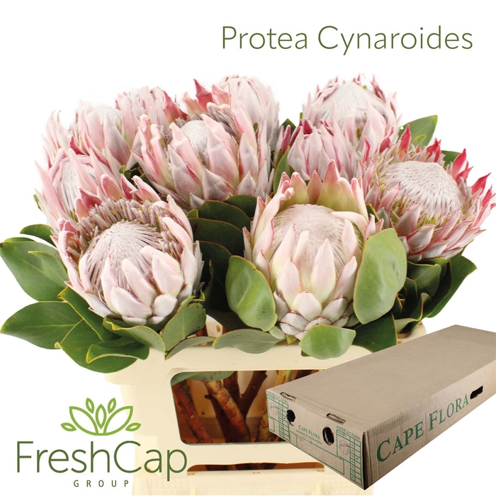 Protea Cynaroides