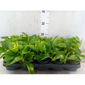 Epipremnum pinn. 'Aureum'