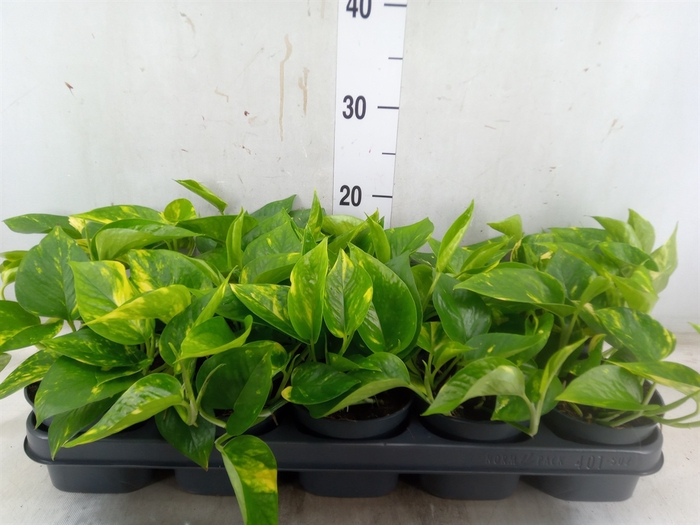 <h4>Epipremnum pinn. 'Aureum'</h4>