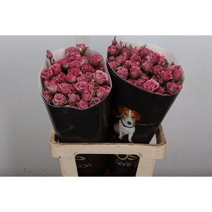 Wax-Rozen Wax Tros Classic Pink