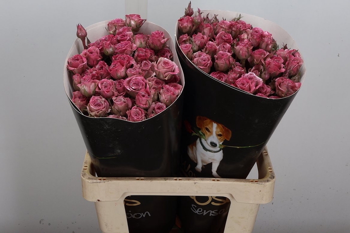 Wax-Rozen Wax Tros Classic Pink