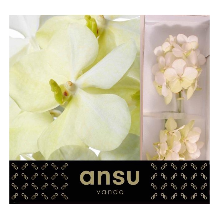 <h4>VANDA TAYANEE WHITE</h4>