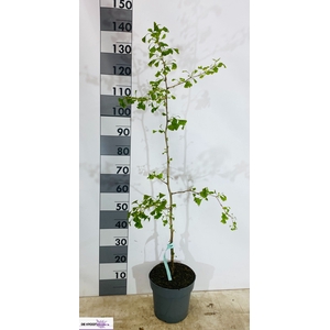 GINKGO BI FASTIGIATA