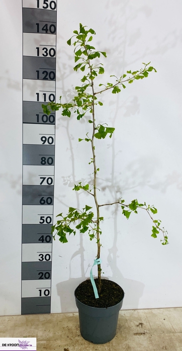 <h4>GINKGO BI FASTIGIATA</h4>