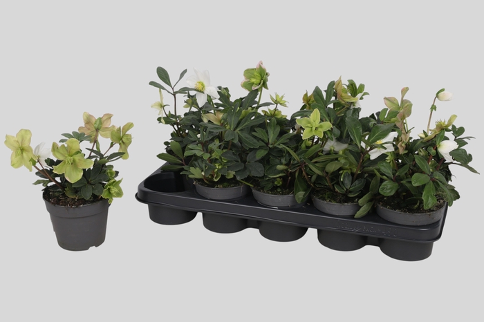 <h4>Hell Ni Advent Star</h4>