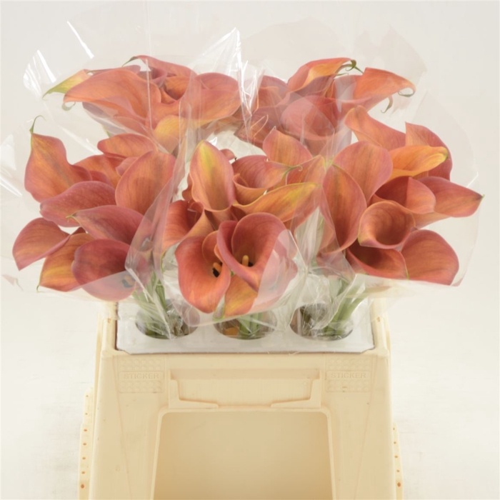 <h4>Calla Orange Pride</h4>