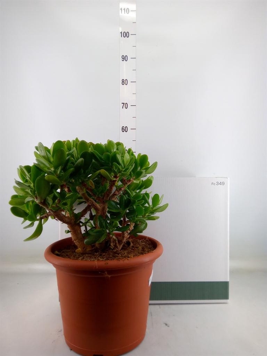 <h4>Crassula ovata</h4>