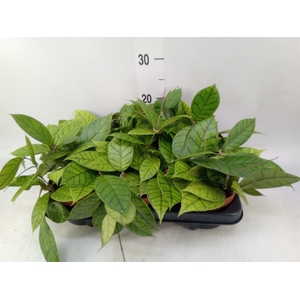 Hoya callistophylla 'KAL 16'
