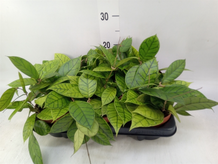 <h4>Hoya callistophylla 'KAL 16'</h4>