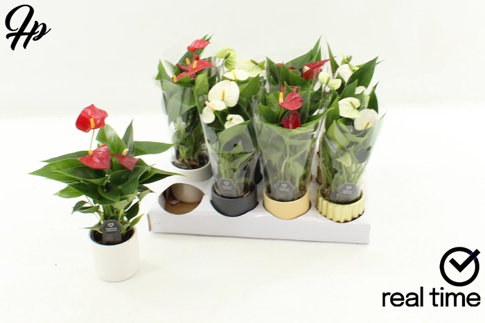 <h4>ANTHU DIAMOND RED</h4>