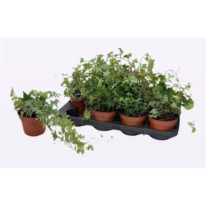 HEDERA MIX P13