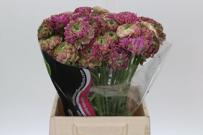 Ranunculus Pon Pon Malva