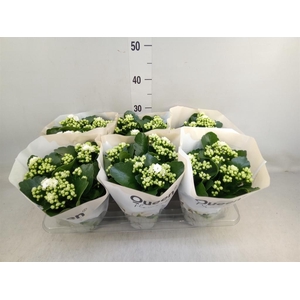 Kalanchoe  'RoseFlow Greta'