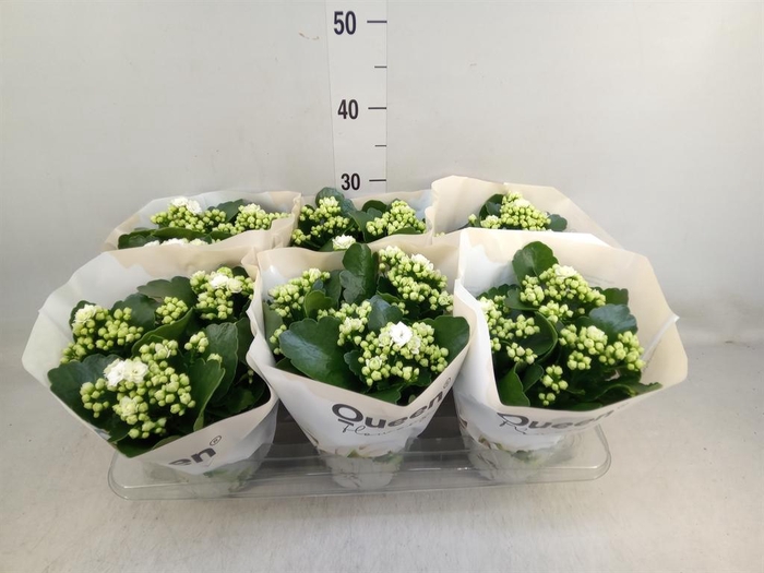 <h4>Kalanchoe 'RoseFlow Greta'</h4>