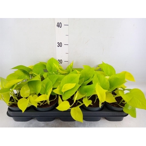 Epipremnum pinn. 'Golden Pothos'