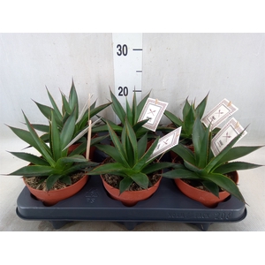 Agave  'Shaka Zulu'