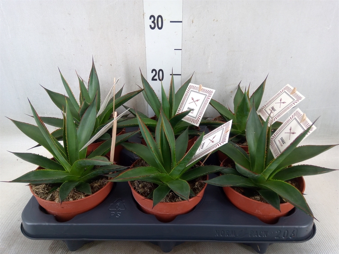 <h4>Agave  'Shaka Zulu'</h4>