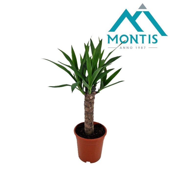 <h4>Yucca elephantipes stam 17 cm</h4>