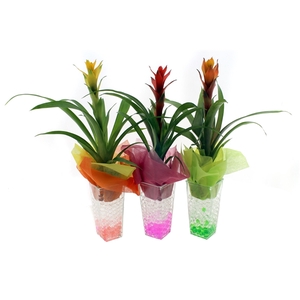 Arrangement Guzmania in scudo vierkant glas met gel ( Zomer )